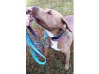 Diamond, American Pit Bull Terrier For Adoption In Charlottesville, Virginia