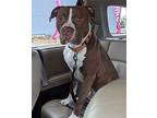 Milo, American Pit Bull Terrier For Adoption In Quincy, Illinois
