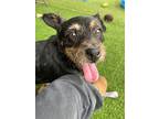 Forsythe, Terrier (unknown Type, Medium) For Adoption In Fallbrook, California