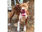 Holly, American Pit Bull Terrier For Adoption In Charlottesville, Virginia