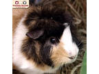Rumpelstiltskin, Guinea Pig For Adoption In Nashua, New Hampshire
