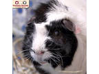 Baelfire, Guinea Pig For Adoption In Nashua, New Hampshire
