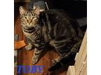 Toby, Domestic Shorthair For Adoption In Irwin, Pennsylvania