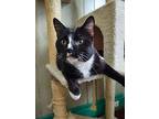 Parmesan, Domestic Shorthair For Adoption In Buffalo, New York