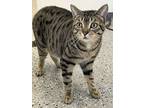 Adopt Prince Charming a Tabby