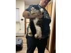 Sammy, Domestic Longhair For Adoption In Lorain, Ohio