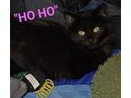 Hoho, Domestic Longhair For Adoption In Irwin, Pennsylvania