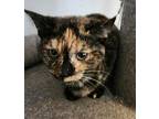 Candy Or Cookie, Domestic Shorthair For Adoption In Irwin, Pennsylvania