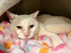 Helen, Domestic Shorthair For Adoption In Frederick, Maryland