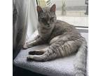 Aunt Bea *declawed, Domestic Shorthair For Adoption In Toronto, Ontario