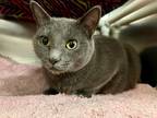 Izzy, Domestic Shorthair For Adoption In Frederick, Maryland