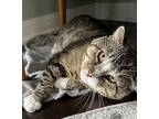 Rambo, Domestic Shorthair For Adoption In Toronto, Ontario