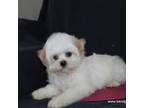 Zuchon Puppy for sale in Maryville, MO, USA