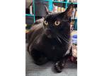Ruby Tuesday, Domestic Shorthair For Adoption In Toronto, Ontario