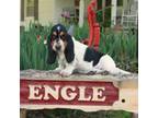 Basset Hound Puppy for sale in Liberal, MO, USA