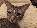 Kelly, Domestic Shorthair For Adoption In Chicago, Illinois