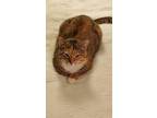 Lulu, Domestic Shorthair For Adoption In Chicago, Illinois