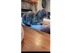 Lil Miss, Domestic Shorthair For Adoption In Chicago, Illinois