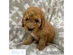 F1b mini Goldendoodle