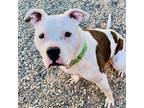Adopt Cosmo a Pit Bull Terrier, Boxer