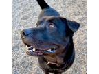 Adopt Ruger a Black Labrador Retriever