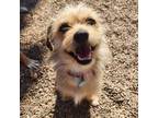 Adopt Timon a Cairn Terrier, Mixed Breed