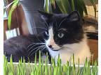 Callista, Domestic Mediumhair For Adoption In Westfield, Wisconsin