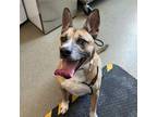 Adopt Sheldon a German Shepherd Dog