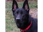 Adopt Apollo a German Shepherd Dog