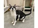 Bramley, Domestic Shorthair For Adoption In Santa Cruz, California