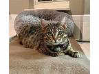 Betty, Domestic Shorthair For Adoption In Knoxville, Tennessee