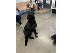 Artermis, Labrador Retriever For Adoption In Fairfield, Illinois