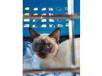 Aurora, Siamese For Adoption In Goshen, Kentucky