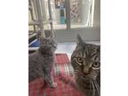 Clover, Domestic Shorthair For Adoption In Port Mcnicoll, Ontario