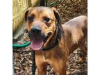 Adopt Boo a Hound