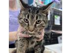 Adopt Mikey a Domestic Short Hair