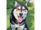 Adopt George - Courtesy Post a Husky