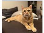 Adopt Ted a Tabby