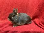 Adopt Winston LOUISVILLE a Netherland Dwarf