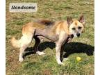 Adopt Handsome a German Shepherd Dog