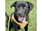 Adopt Bo Jack a Black Labrador Retriever, Border Collie