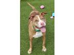 Adopt Cheese (Project Homebound) a Mixed Breed