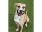 Adopt Kramer a Mixed Breed