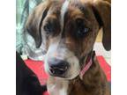 Adopt LeFou a Australian Shepherd, Mixed Breed