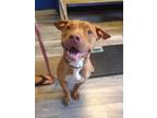 Adopt Hulk a Pit Bull Terrier