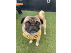 Adopt Eeyore a Pug