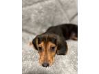 Adopt Red a Coonhound