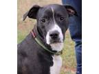 Adopt Jeff a American Staffordshire Terrier