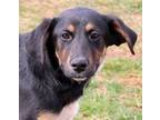 Adopt Benedict a German Shepherd Dog