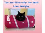 Adopt Murphy a Domestic Long Hair